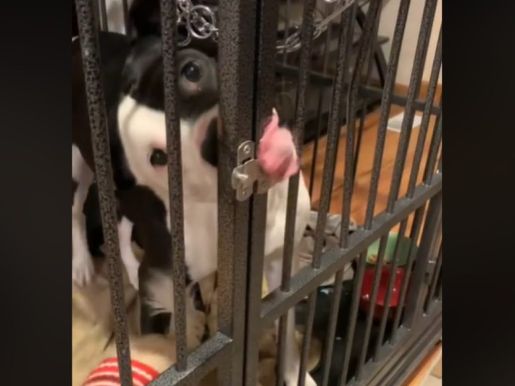 狗狗泰僅靠舌尖就搞定門鎖順利脫逃（圖／翻攝自FB@Rock Creek Veterinary Hospital）