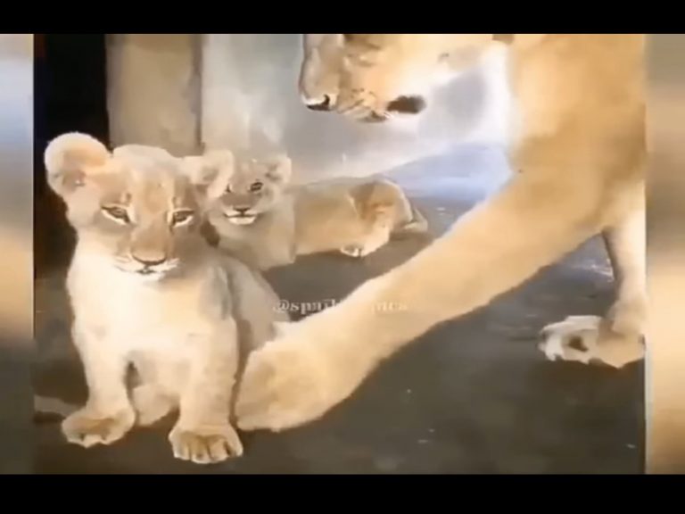 小獅子不聽話　母獅一掌打臉：臭小孩給我乖乖趴下！
