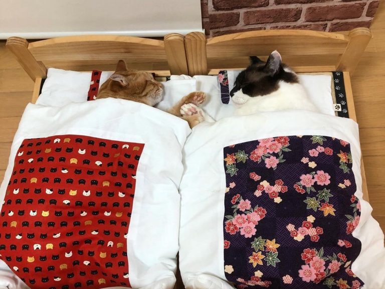 日本網友家的貓咪感情好到會手牽手一起蓋被睡覺（圖／IG@kibimomo）