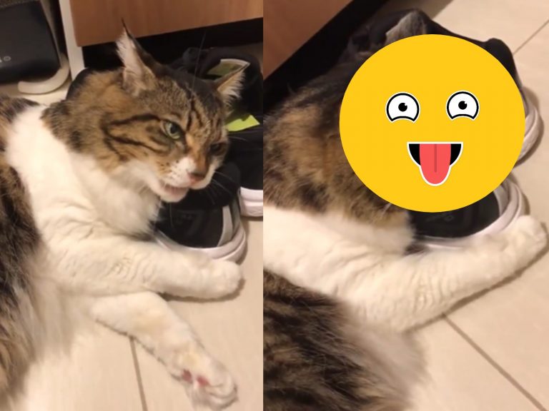 推主的貓咪山田非常癡迷他的臭鞋味（圖／twitter@Kirika_ma_cos）