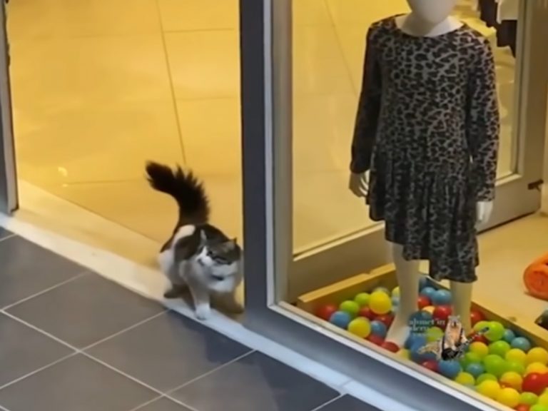 一隻貓咪在兒童服飾店外玩球（圖／IG@sincapcop）