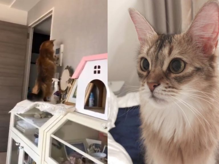 日本一隻貓咪最近迷上玩對講機（圖／翻攝自twitter@emimail1）