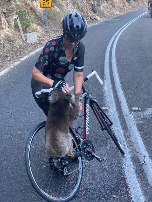 澳洲無尾熊遇見自行車隊　半路攔截：請給我水喝！