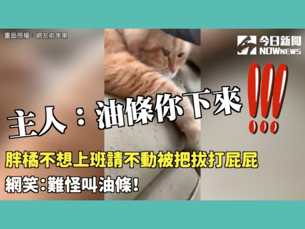 小油條整個賴在後座不願下車，表情十分哀怨。（圖／網友俞孝東提供） 