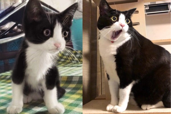 日本呆萌黑白貓體型超巨大　網友驚：比橘貓還猛！