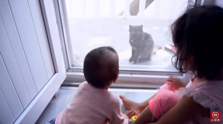 女兒在土耳其交到貓咪朋友　吳鳳拍下暖心畫面分享育兒經