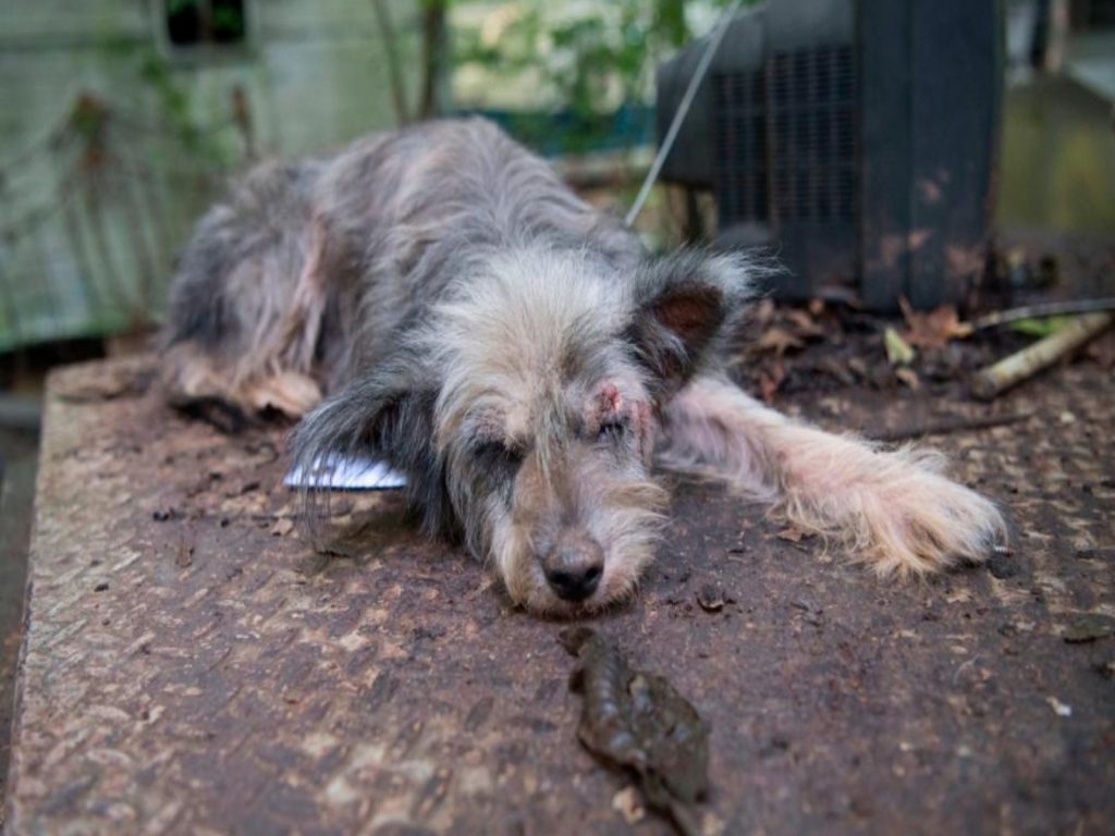 美國日前通過法案，虐待動物將成為聯邦重罪！（圖／CNN.com）