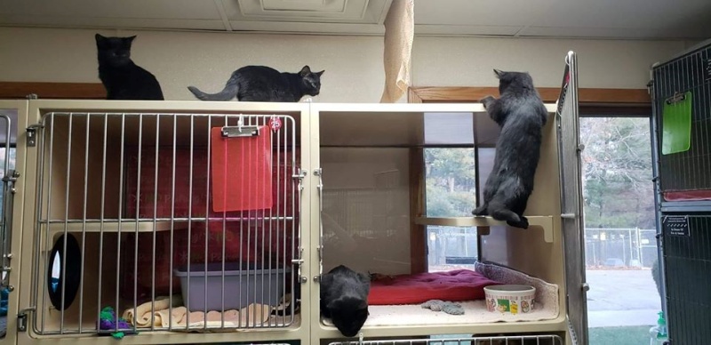 收容所4小貓組成黑澀會合力逃獄　犯案過程全被監視器拍下！