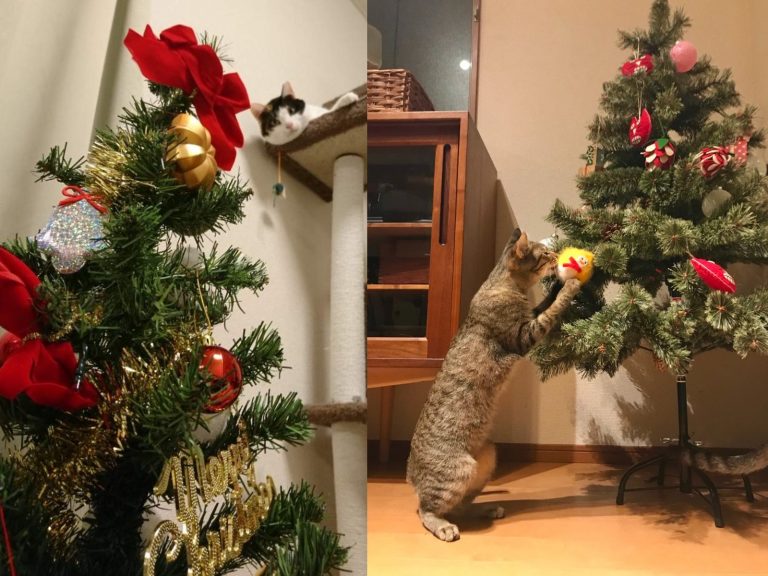 貓咪與聖誕樹（圖／twitter@gnekobu、omochi_nam01）