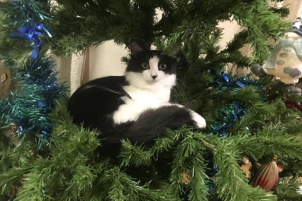 奴才開心裝飾聖誕樹忘了家有破壞神　下場只能淪為貓玩具了