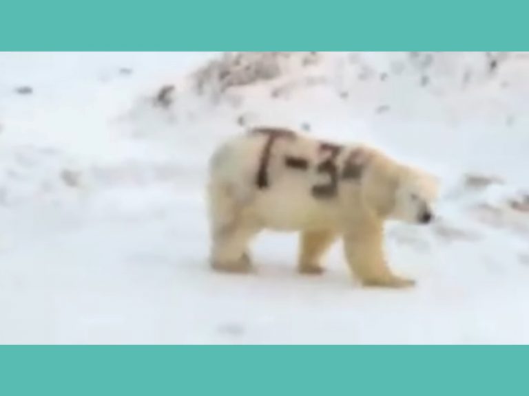 沒有了原來的保護色，被噴漆的北極熊可能無法順利捉到獵物。(圖/Facebook@Серёга Кавры) 