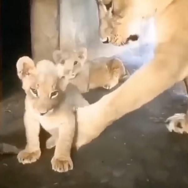 小獅子不聽話　母獅一掌打臉：臭小孩給我乖乖趴下！