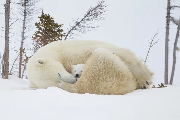 動物攝影師捕獲野生北極熊　鏡頭下的母子互動萌到炸！