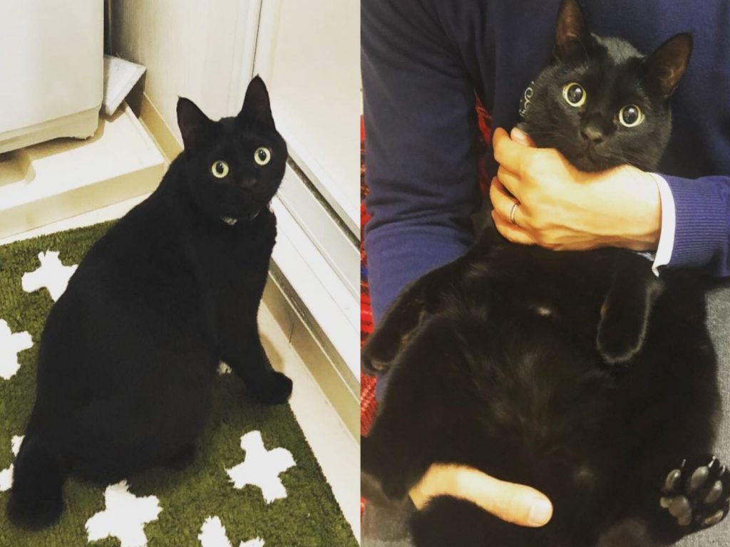 黑貓卡夫卡經常被主人惡整（圖／IG@kafka_black）