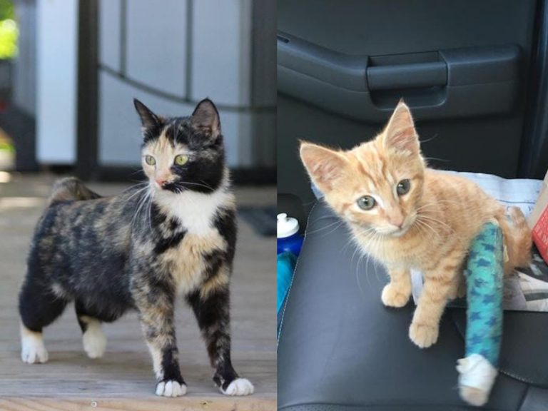 三花母貓帶著受傷的小橘貓道女子家求救（圖／Paws Planet.com）