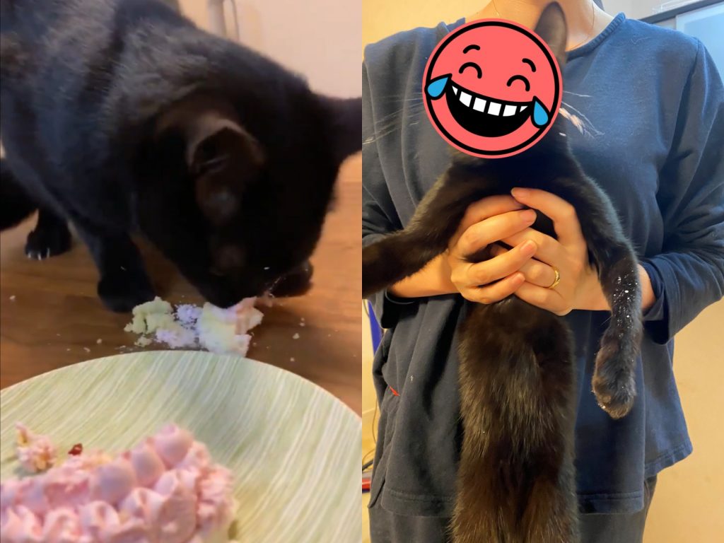 蛋糕通通素偶的！素偶的！（圖／Twitter@SirouTouge）