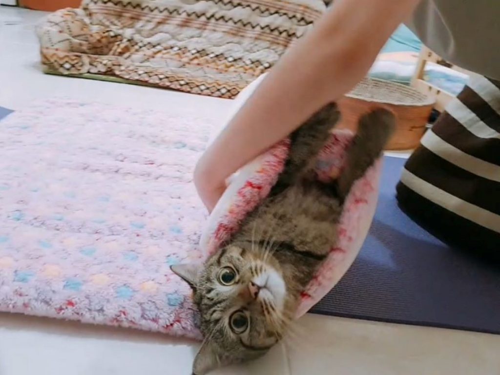 製作虎皮草莓蛋糕捲的過程，米吉都是一臉傻眼貓咪的模樣，讓網友直呼太可愛！（圖／Facebook@傻眼貓米吉） 