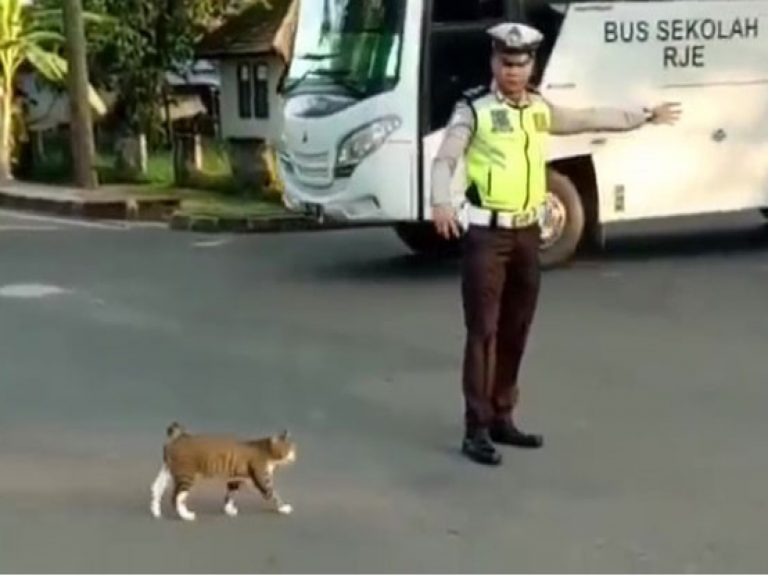 印尼一位員警幫助貓咪過馬路（圖／IG@lantasmuba）