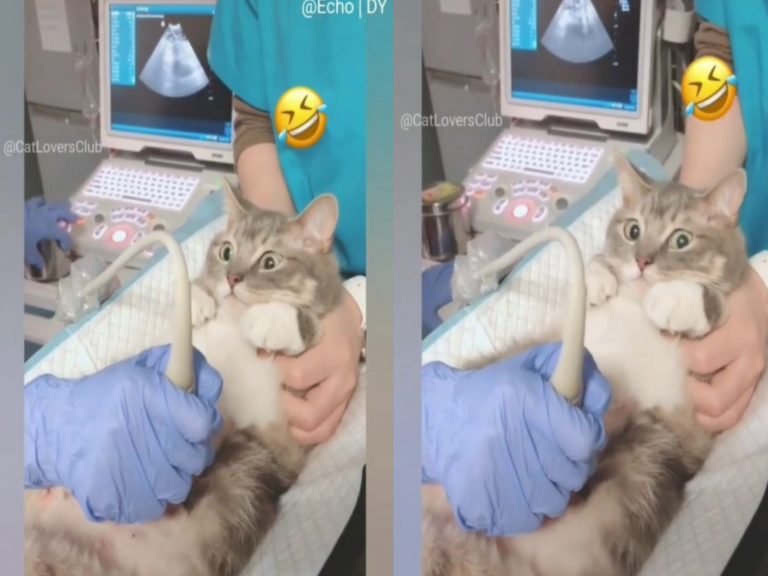 新手貓媽媽產檢超音波初體驗　緊盯醫生：寶寶健康嗎？
