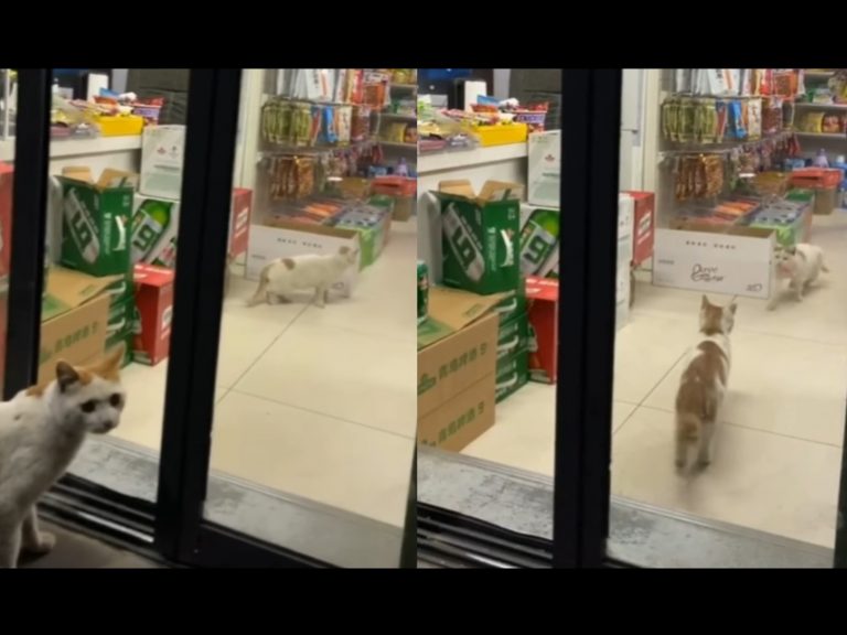兩隻貓咪結夥偷搶商店內的食物（圖／翻攝自FB@Sweet Cat Club）