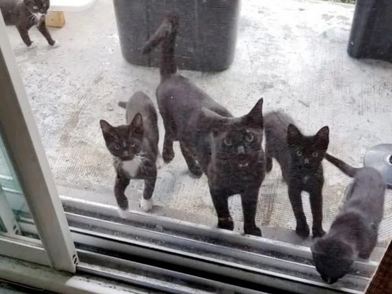 黑貓媽媽帶來4隻小貓，小貓毫無戒心地在門口跑跑跳跳玩樂著～(圖/Chatons Orphelins Montréal) 