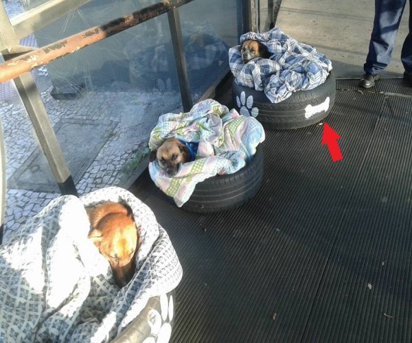 巴西公車總站利用舊輪胎與毛毯　為浪狗製作暖床好過冬