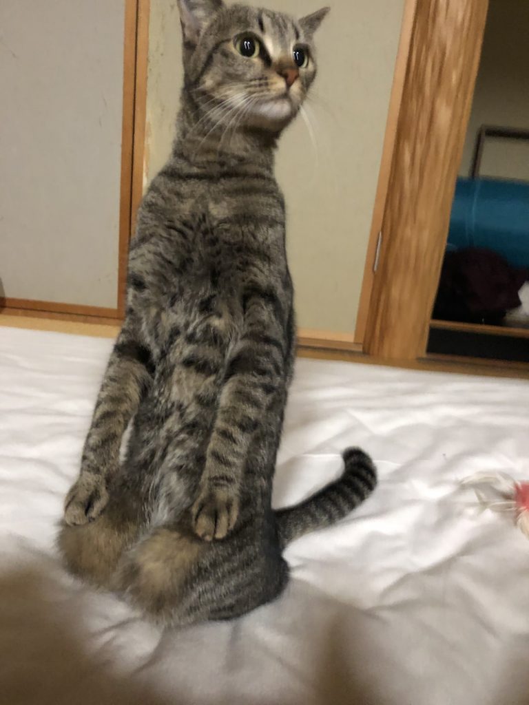 日本虎斑貓超有禮貌挺直跪坐　網驚呆：坐得都比我正！