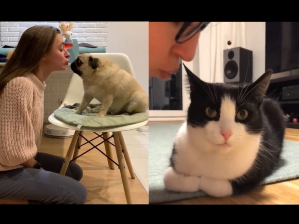 飼主向毛孩討親親的反應大不同（圖／翻攝自IG@pug_leonid、2chaoscats）