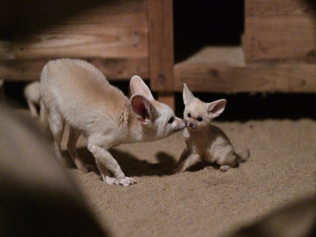豐橋綜合動植物公園的耳廓狐家族（圖／twitter@vanity_temple）