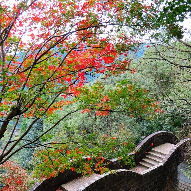 ▲近幾年來成為北台灣賞楓必去景點的拱北殿，沿著山寺而上，步行15分鐘就可以上山賞楓。（圖/授權自IG:guoliang.y）