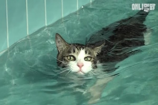 虎斑貓咪愛游泳　掌花開開貓爬式網驚豔：比我還會游！