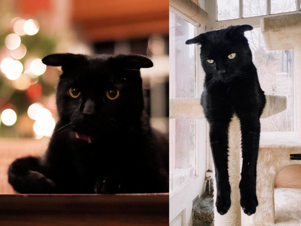 在其他貓咪看來，扁扁頭好像隨時看起來都很不爽，因此不敢靠近。（圖／IG@flatheadthecat） 