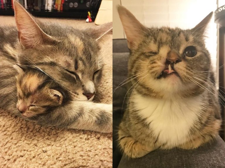 花生雖然長得跟其他貓咪不太一樣，但是Alexandra和家人一點也不介意，反而非常喜愛牠特別的小尖牙～（圖／IG@peanytodd） 