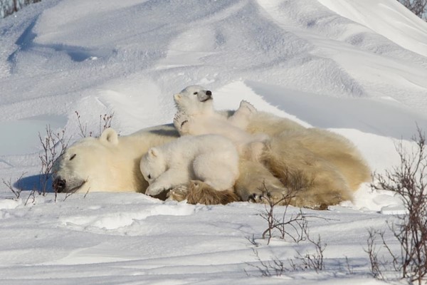 動物攝影師捕獲野生北極熊　鏡頭下的母子互動萌到炸！