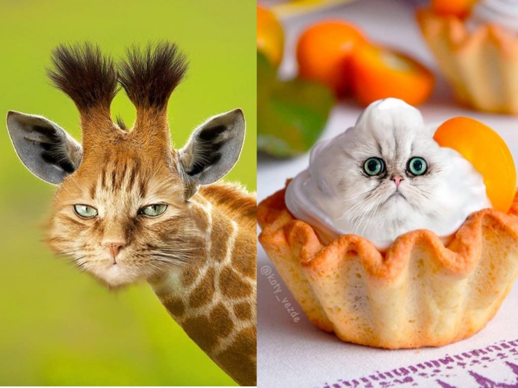 俄羅斯貓奴把自家三隻貓咪P圖到各種動物以及物品上（圖／IG@koty_vezde）