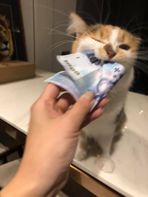 職業吃貨貓偷咬新台幣買罐罐　媽搶走錢牠秒變臉：還給我！