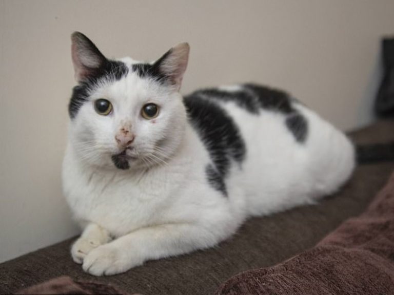 原本被通報已經死亡的黑白貓希尼，三年後飼主接到通知表示牠竟然還活著！（圖／MailOnline.com）