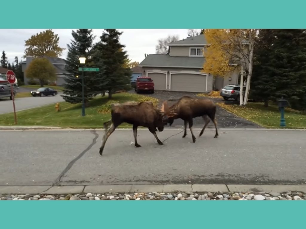 駝鹿：打架干你屁事啦！（圖／Youtube@National Geographic） 