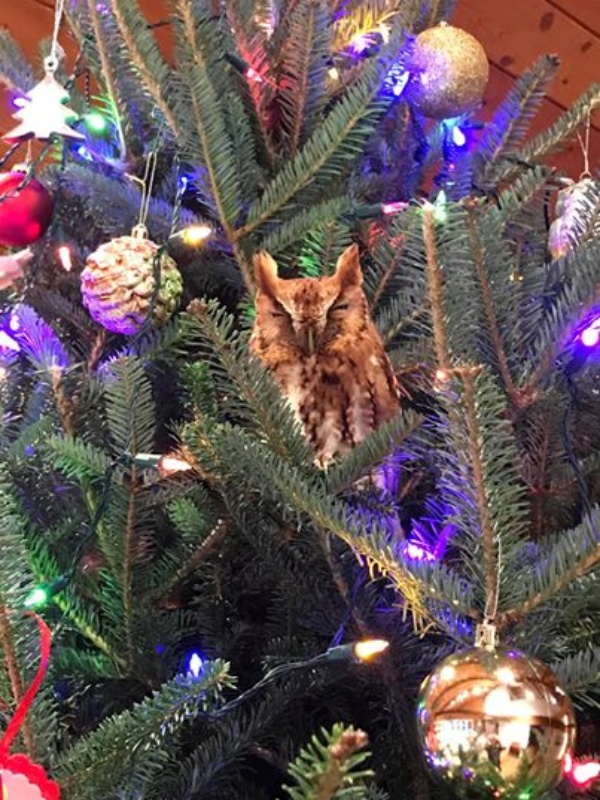 聖誕樹掛「貓頭鷹吊飾」卻嚇哭女兒　媽見牠緩緩轉頭傻眼：這隻是真的！