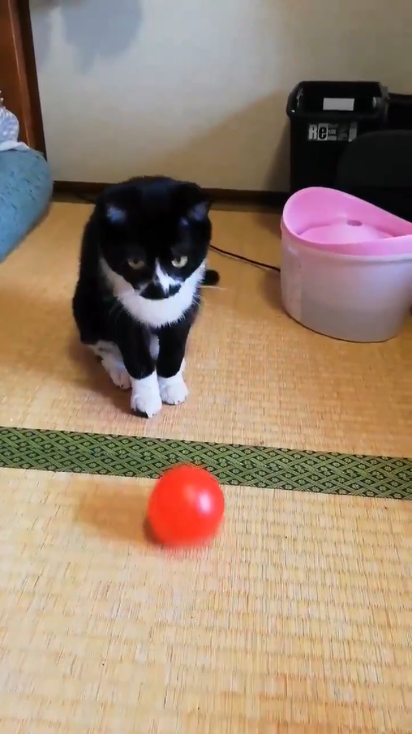 黑白貓超認真玩球卻「揮棒落空」　瞬間當機網笑翻：以為觸身保送逆？ 