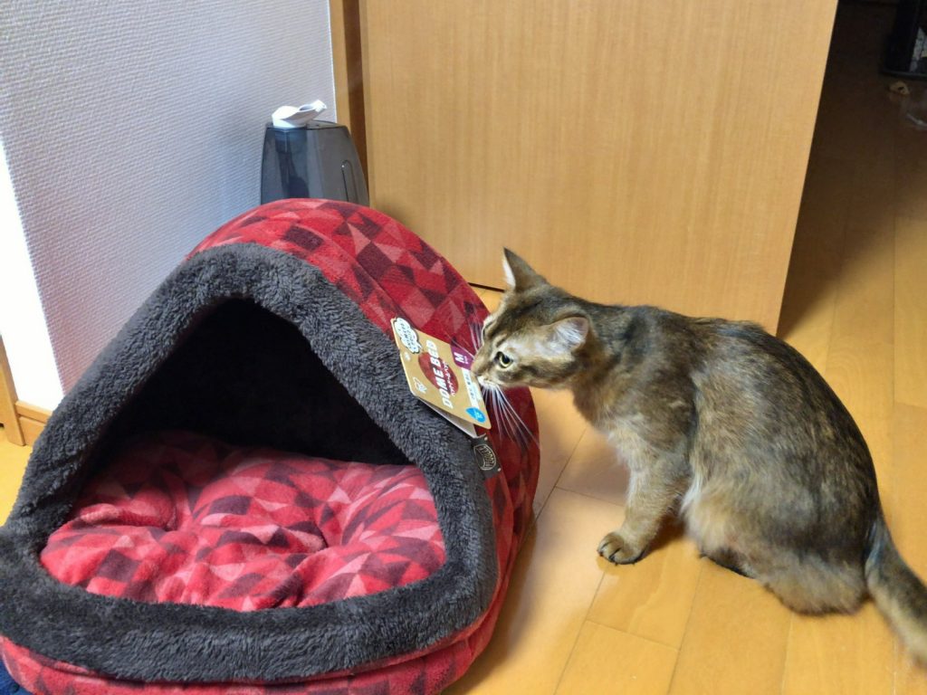 貓咪：啊啊，果然很舒服呢！穴穴奴才的進貢～ (圖/Twitter@keropontan) 