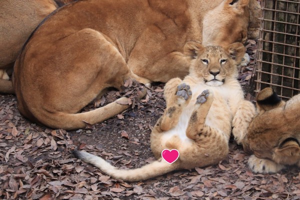 日本群馬動物園小獅子翻肚瞇眼睡姿超萌　網笑：貓咪無誤！