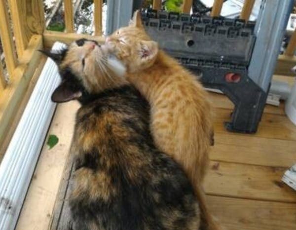 三花貓天天到女子家討食　某日竟帶受傷小橘貓：請幫助牠！