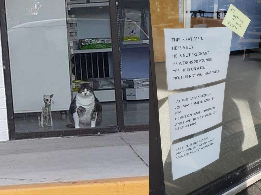 體重重達13公斤的佛瑞德是隻愛撒嬌的貓咪，許多人都以為牠體積龐大是因為懷孕。（圖／Furry Friends Animal Hospital） 