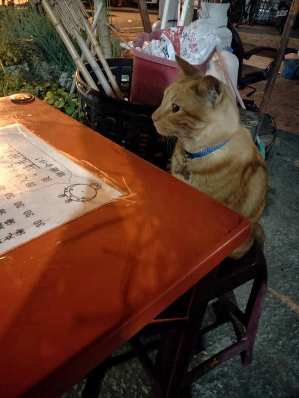 夜市遭橘貓「強制併桌」　坐好馬上出掌點餐：偶要魚丸湯！