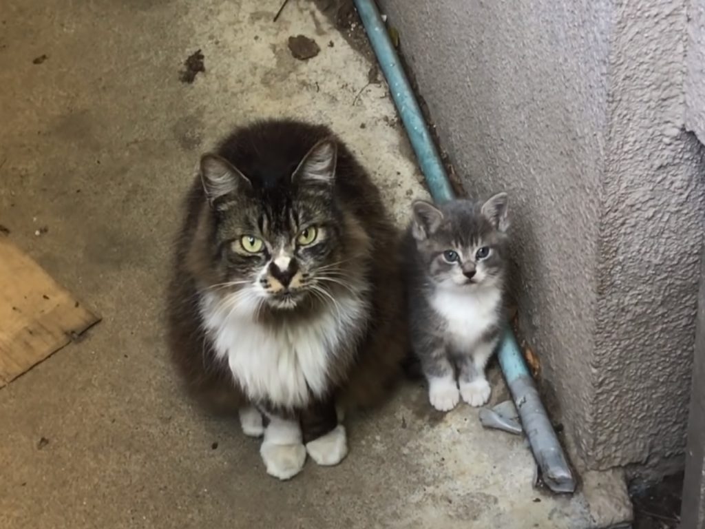 一隻母貓帶小貓出現求助（圖／翻攝自YT@ねこかますnekokamasu）