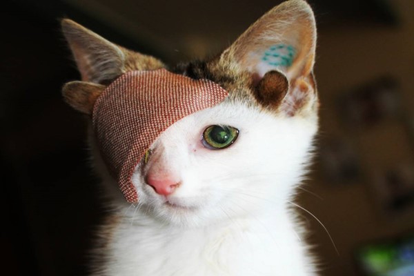 獨眼貓咪有四隻耳朵　隨時像在啾咪眨眼可愛度加倍！