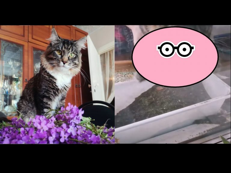 俄羅斯一隻緬因貓因為自己亂玩盆栽被主人懲罰（圖／IG@semakot_）