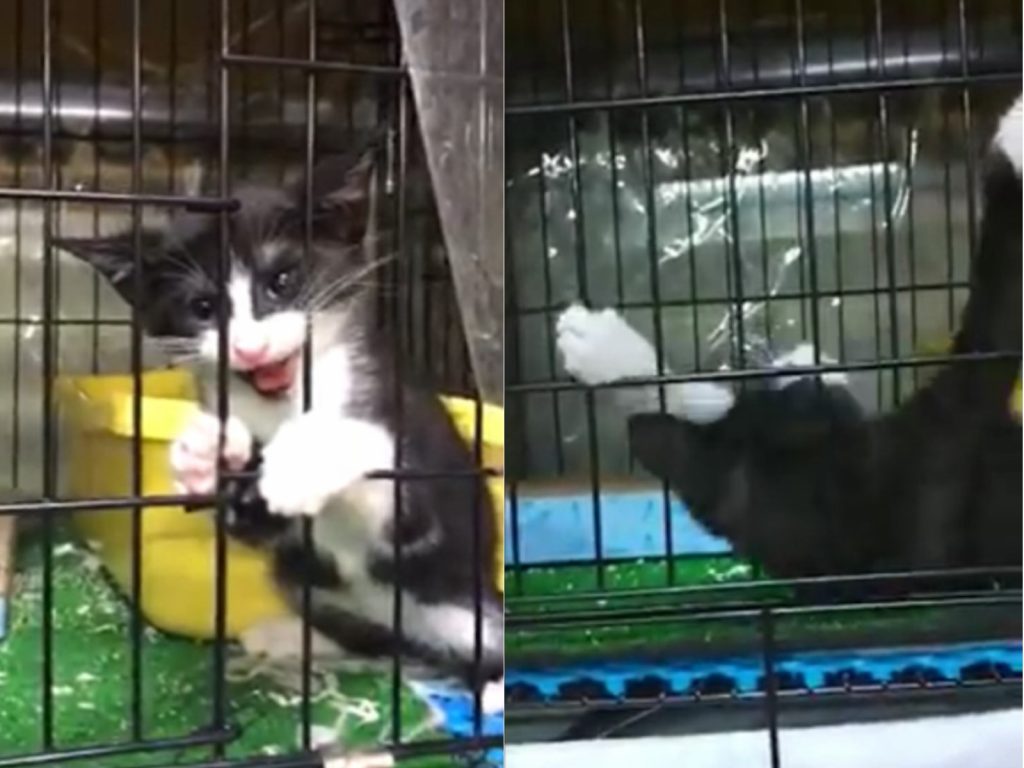 小賓士貓因為要人摸摸，不停狂叫翻滾求關注（圖／台中熱血中途之家授權提供）