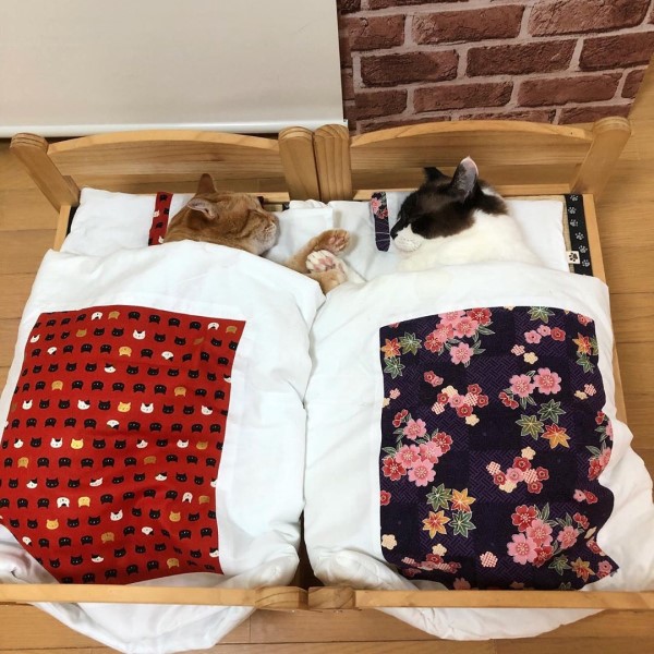 日本貓咪感情好　「手牽手蓋被被」閃瞎奴才：可以加入嗎？